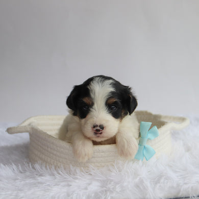 Travis - Available 9/24