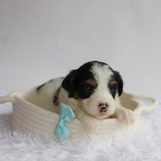 Travis - Available 9/24