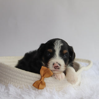 Apache - Available 9/24