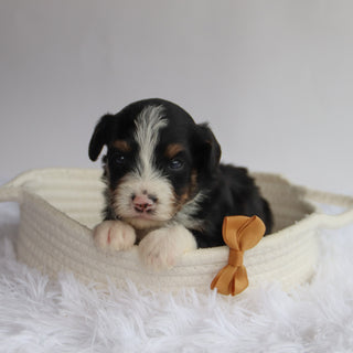 Apache - Available 9/24
