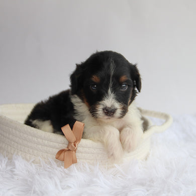 Arkin - Available 9/24