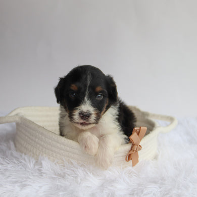 Arkin - Available 9/24