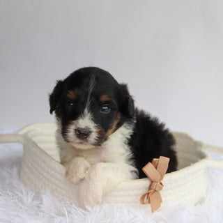Arkin - Available 9/24