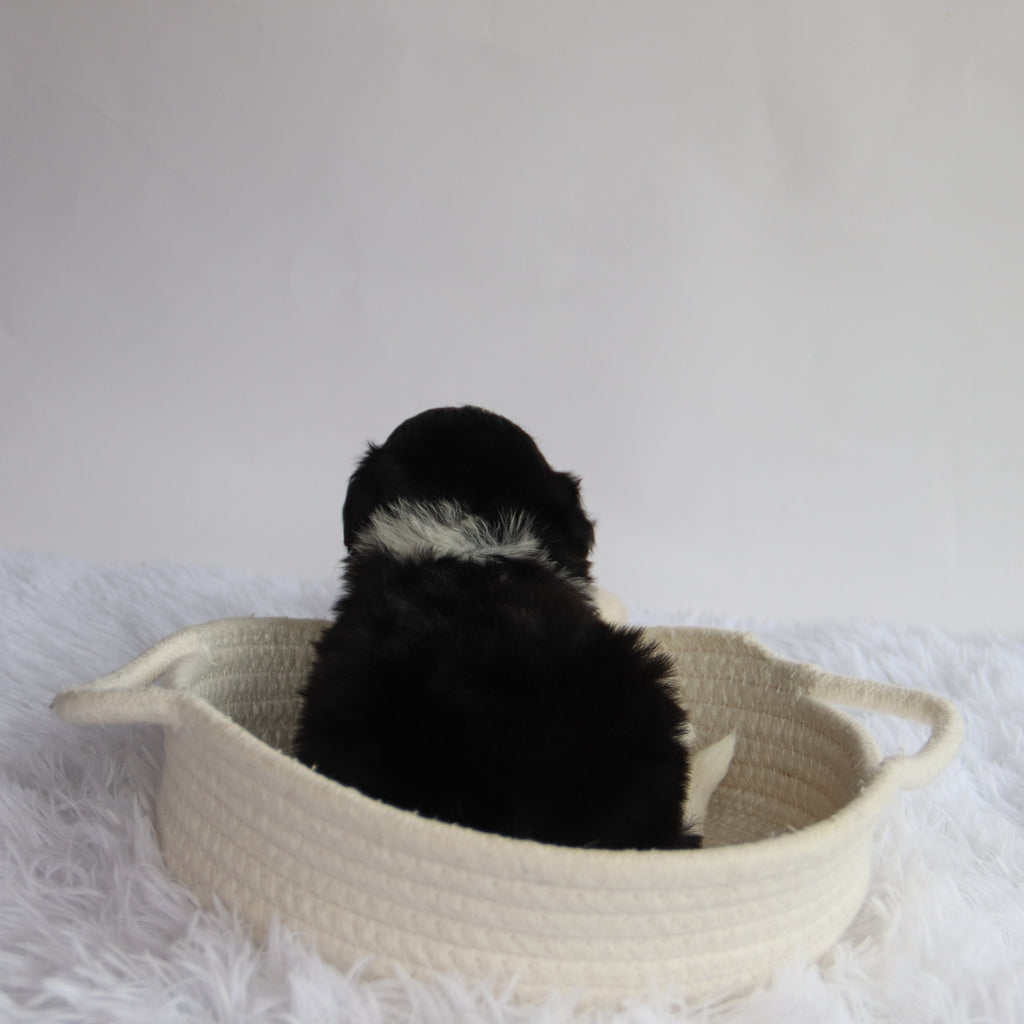 Arkin - Available 9/24