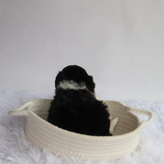 Arkin - Available 9/24