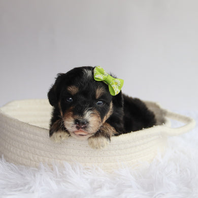 Primrose - Available 9/24