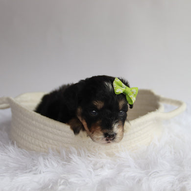 Primrose - Available 9/24