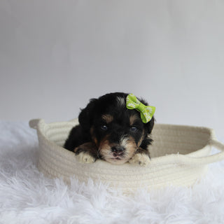 Primrose - Available 9/24