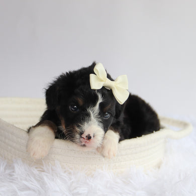 Theo - Available 9/24