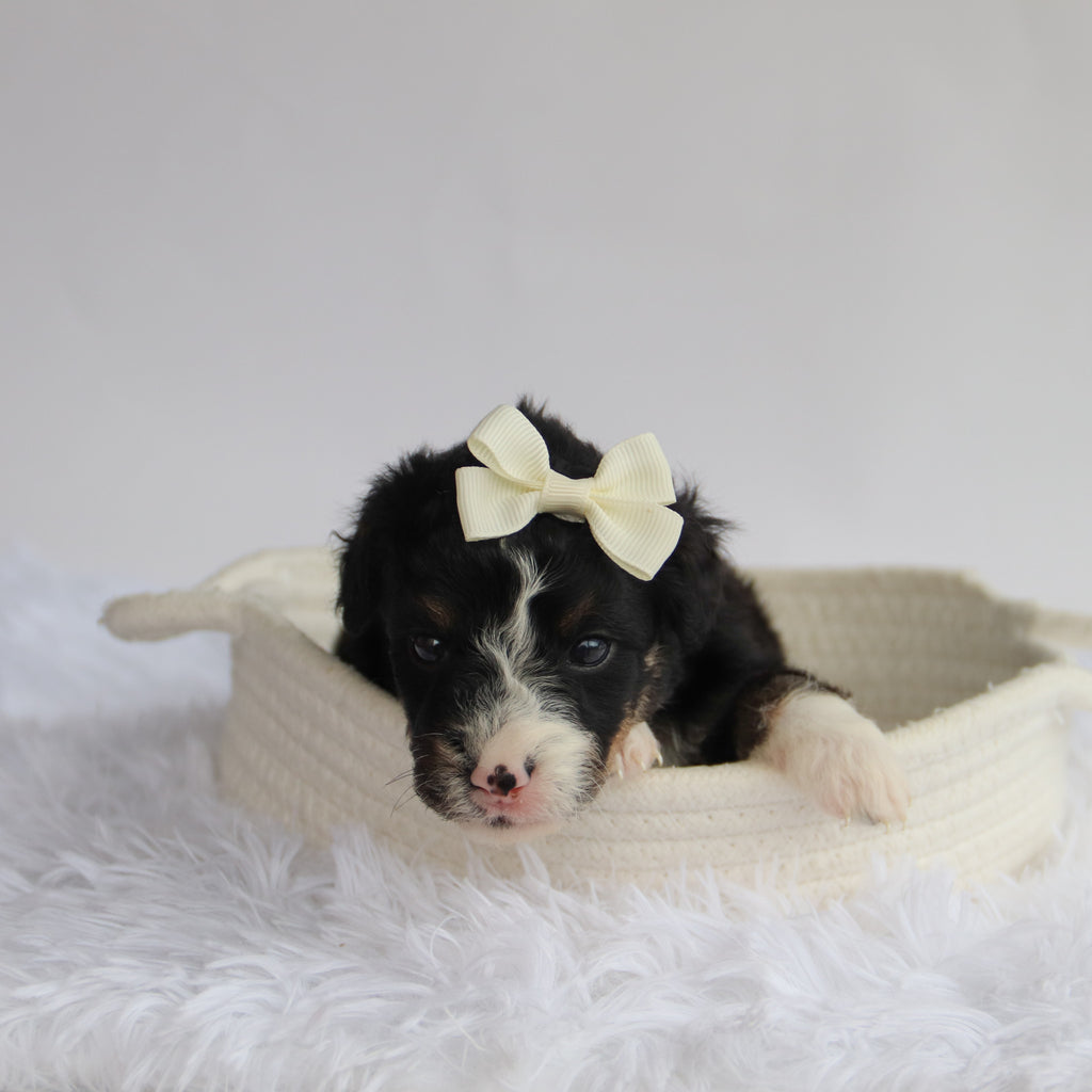 Theo - Available 9/24