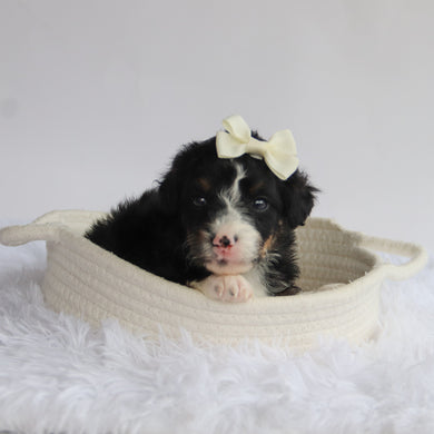 Theo - Available 9/24