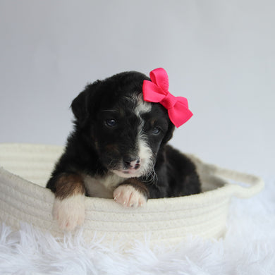 Goldie - Available 9/24