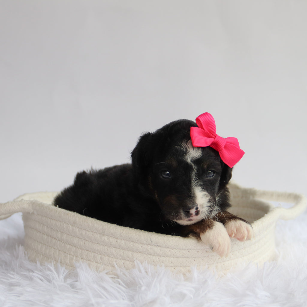 Goldie - Available 9/24