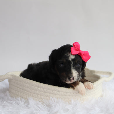 Goldie - Available 9/24