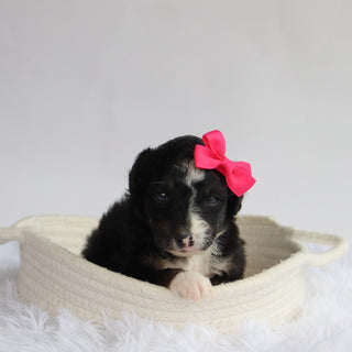 Goldie - Available 9/24