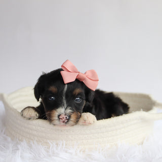 Rita - Available 9/24