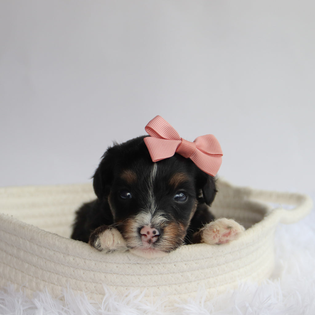 Rita - Available 9/24