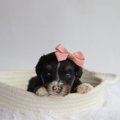 Rita - Available 9/24
