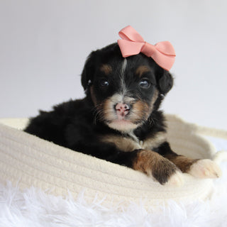 Rita - Available 9/24