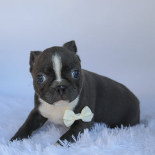Gunner - Available 10/1