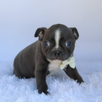 Gunner - Available 10/1