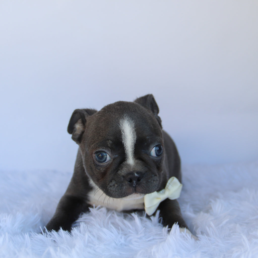 Gunner - Available 10/1