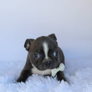 Gunner - Available 10/1