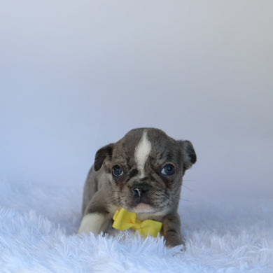 Hamilton - Available 10/1