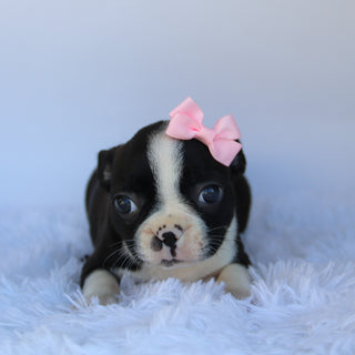 Claire - Available 10/1