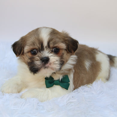 Jared - Available 10/7