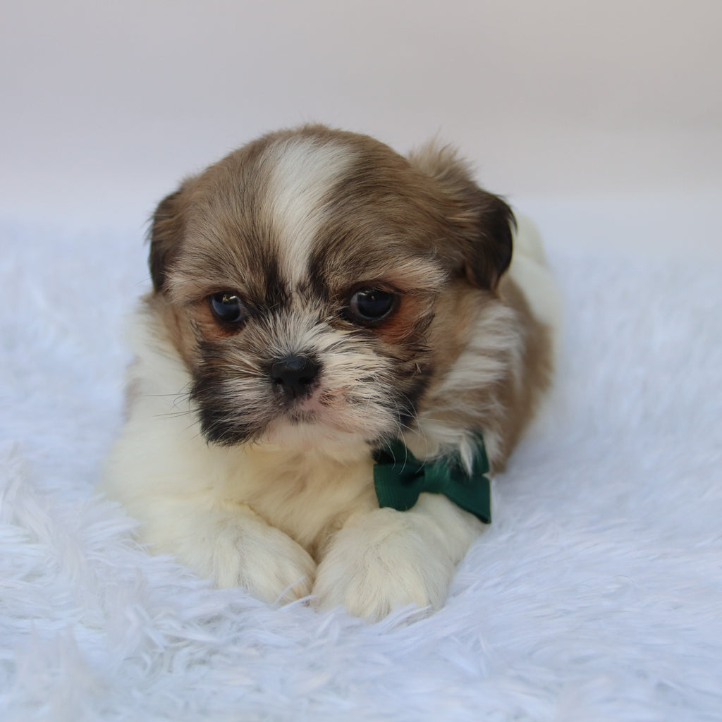 Jared - Available 10/7