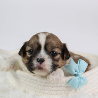 Jared - Available 10/7