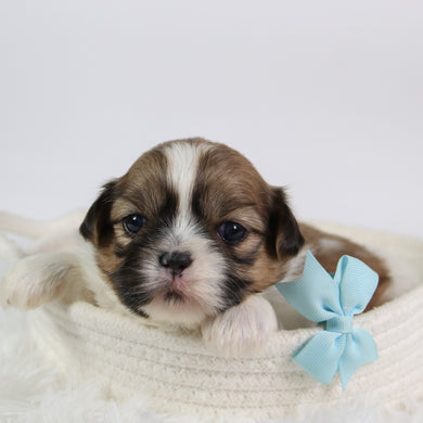 Jared - Available 10/7