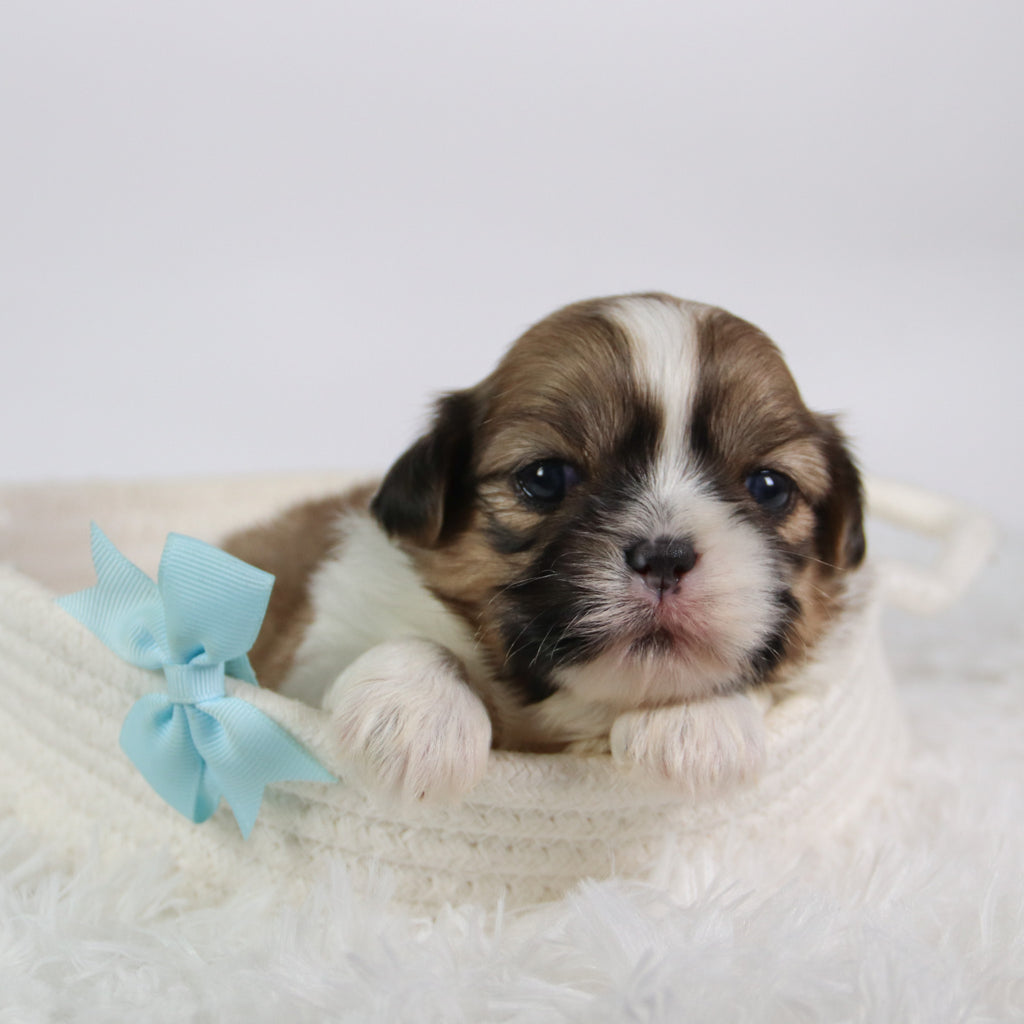 Jared - Available 10/7