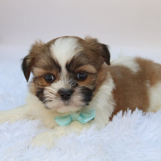 Ronnie - Available 10/7