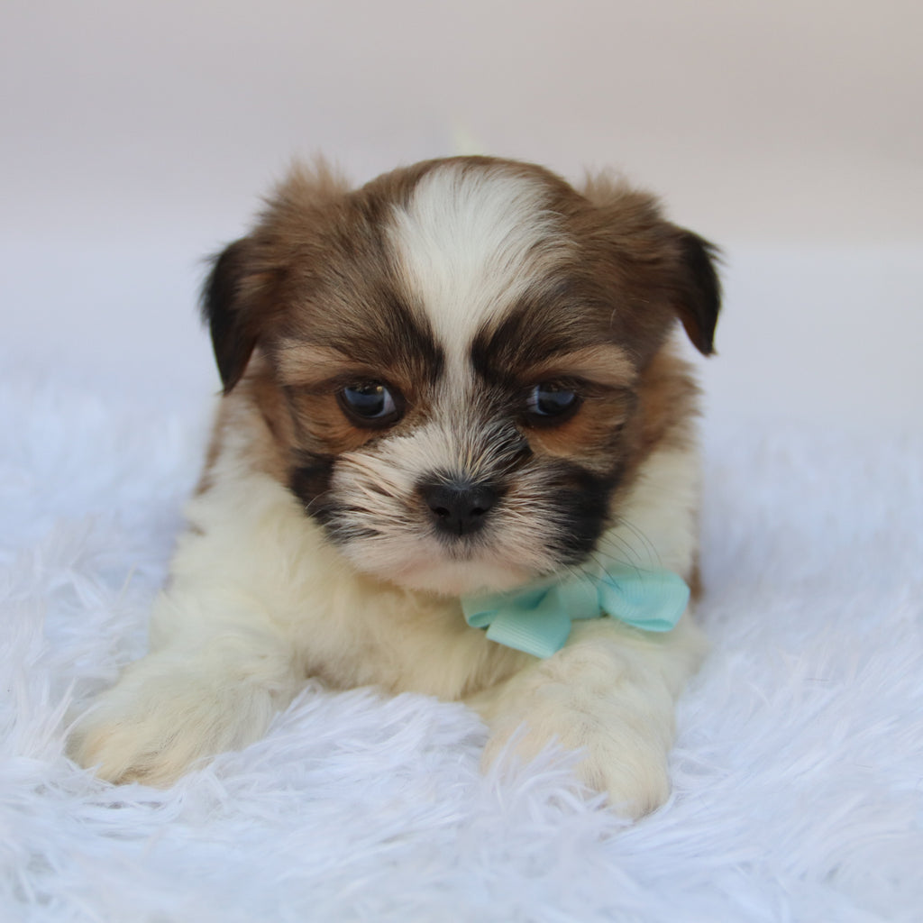 Ronnie - Available 10/7