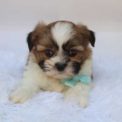 Ronnie - Available 10/7