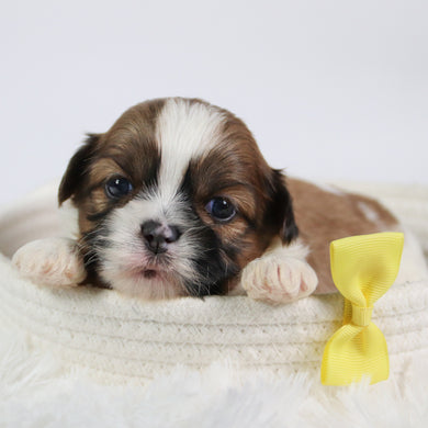 Ronnie - Available 10/7