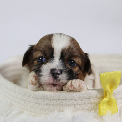 Ronnie - Available 10/7