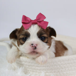 Ashley - Available 10/7