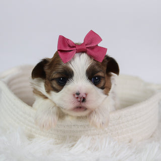 Ashley - Available 10/7