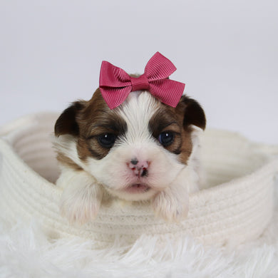 Ashley - Available 10/7