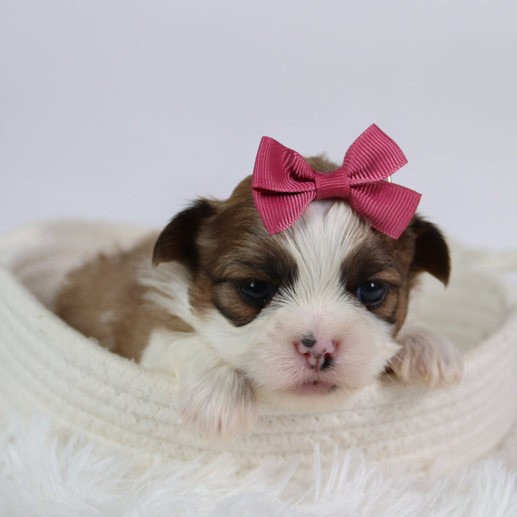 Ashley - Available 10/7