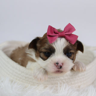 Ashley - Available 10/7