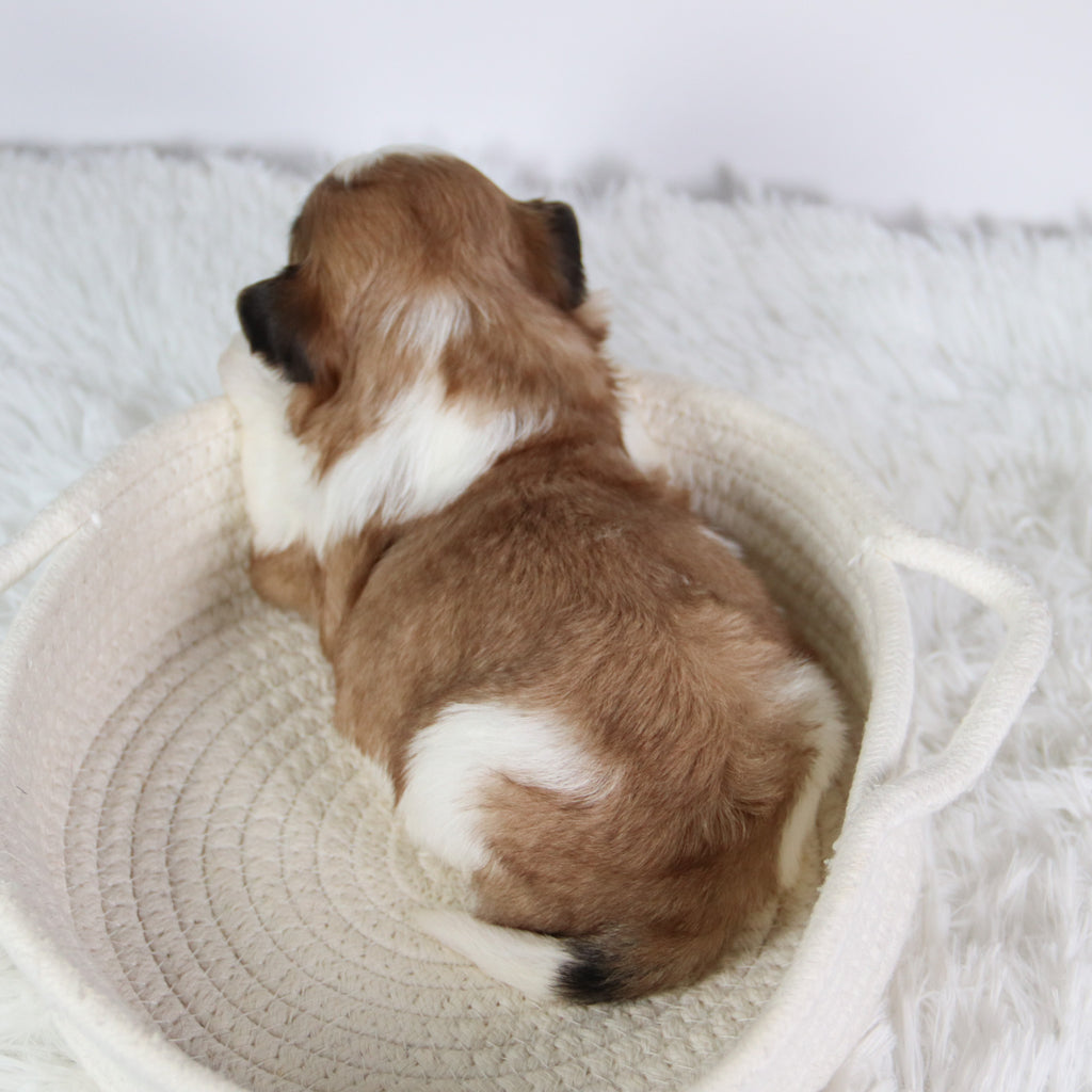 Ashley - Available 10/7