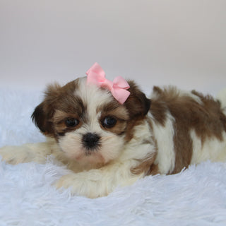 Brenda - Available 10/7