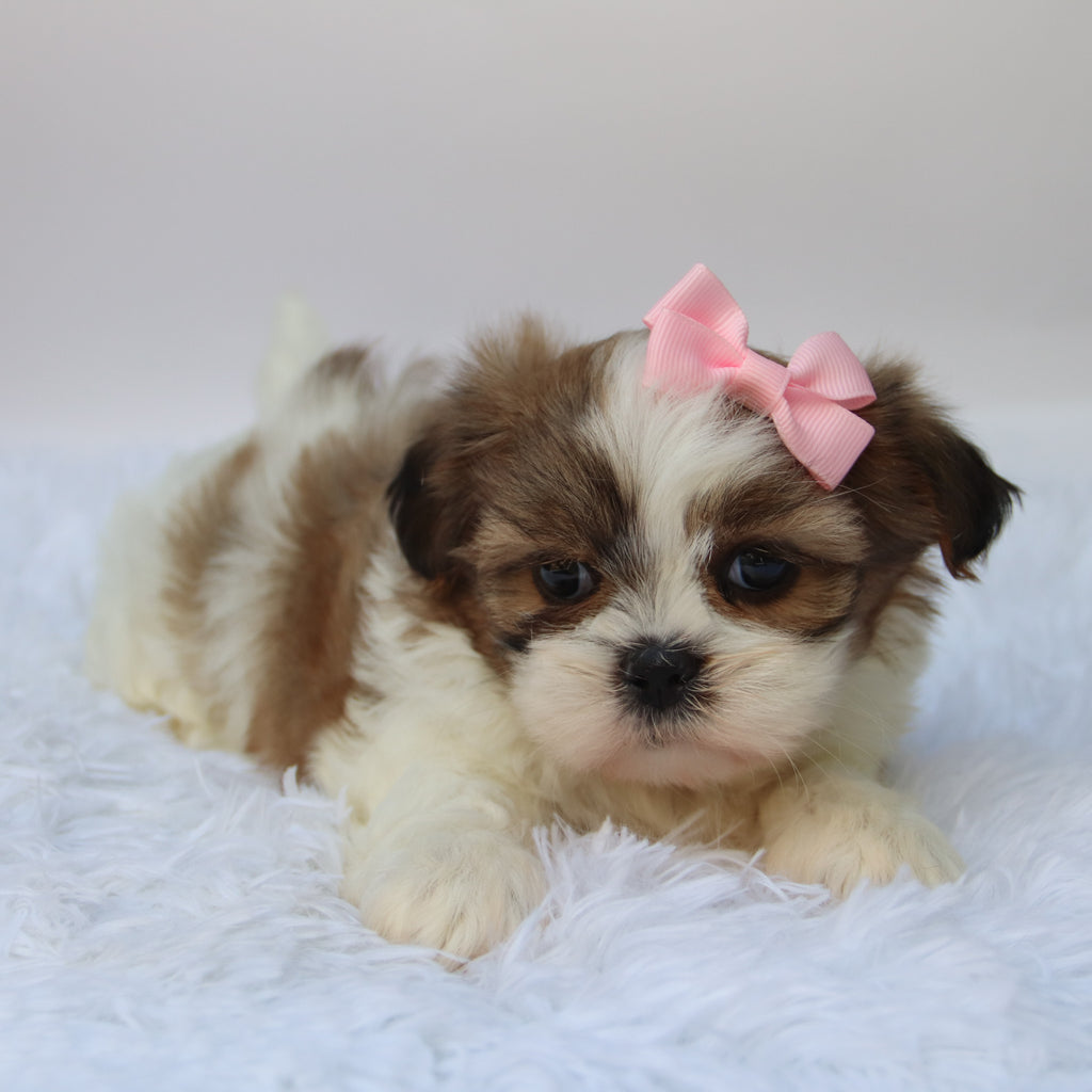 Brenda - Available 10/7