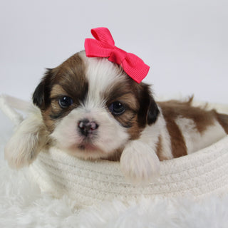 Brenda - Available 10/7