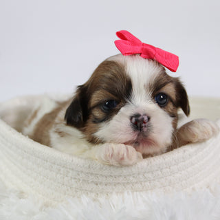 Brenda - Available 10/7