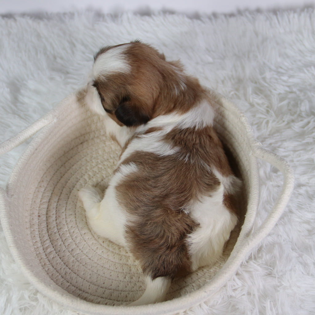 Brenda - Available 10/7